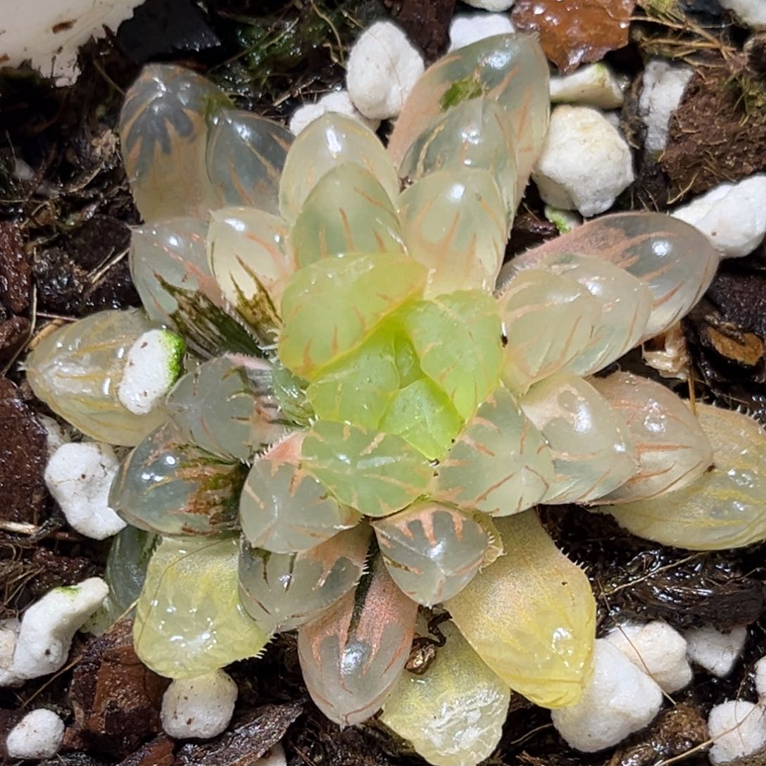 恭喜发财大吉大利0016