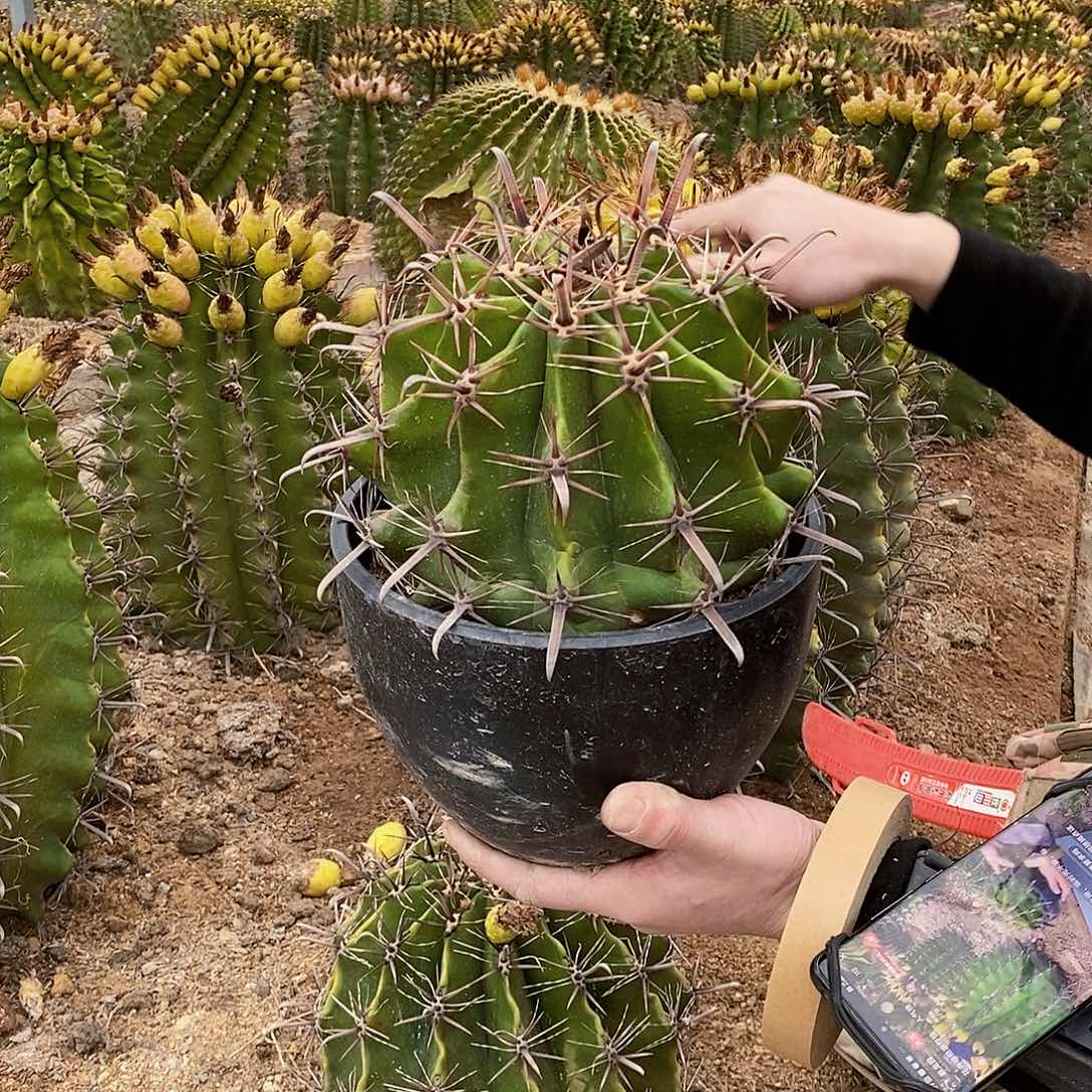 长钩刺巨鹫玉冠幅20厘米左右