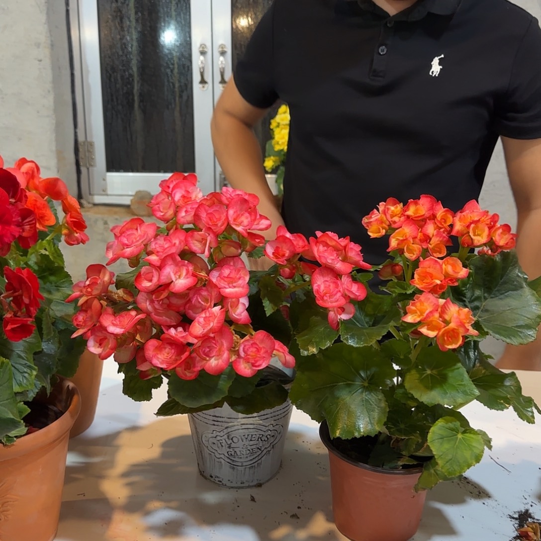 丽格火焰➕贝姬掉花折叶正常介意勿拍，不拍保温冻死不售后