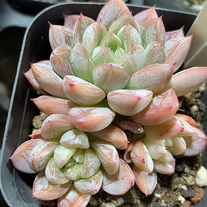 多肉植物爱莎880多肉