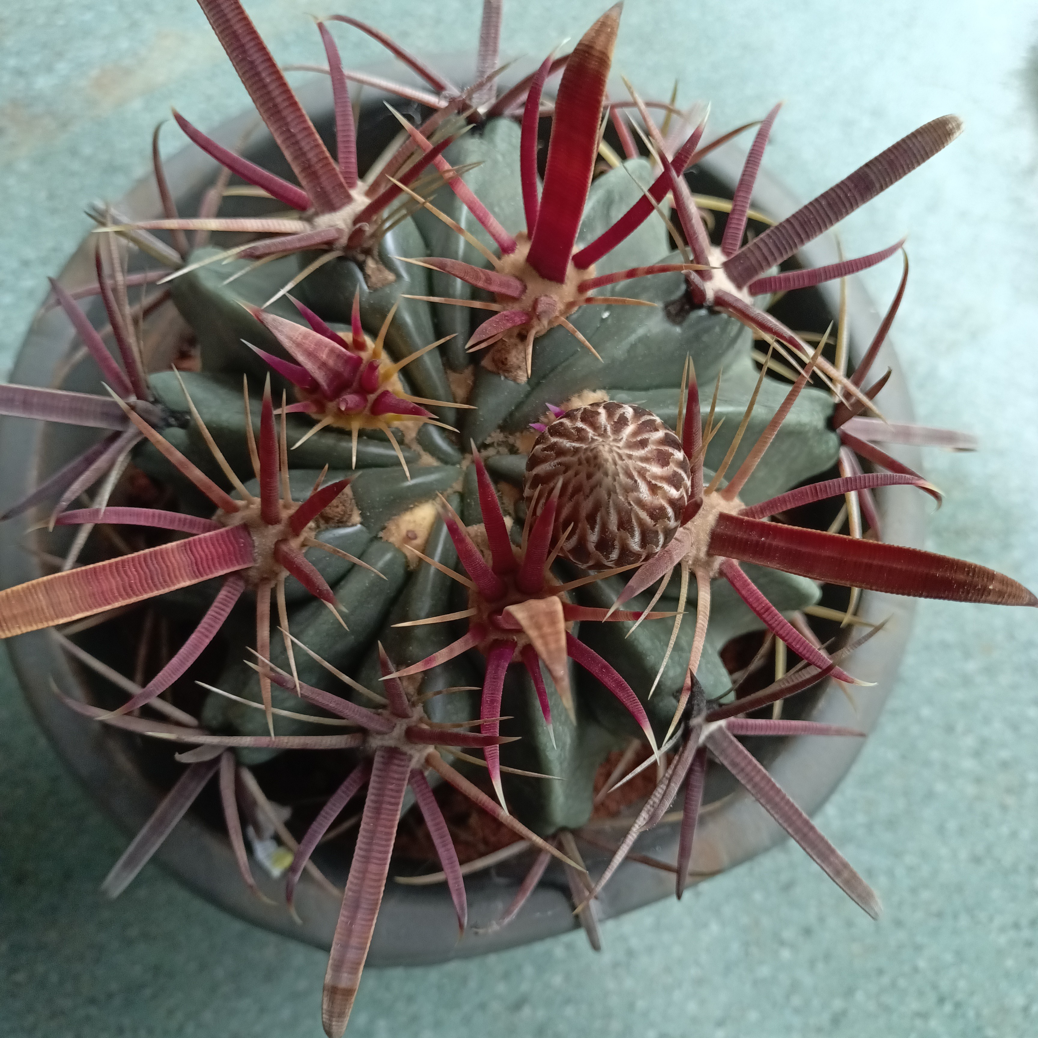 宽刺日出，实生仙人球 直径带刺15-16cm左右，领导专属（脱土发货）