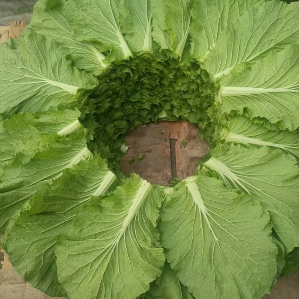 打包叶饭包叶白菜叶现摘现发