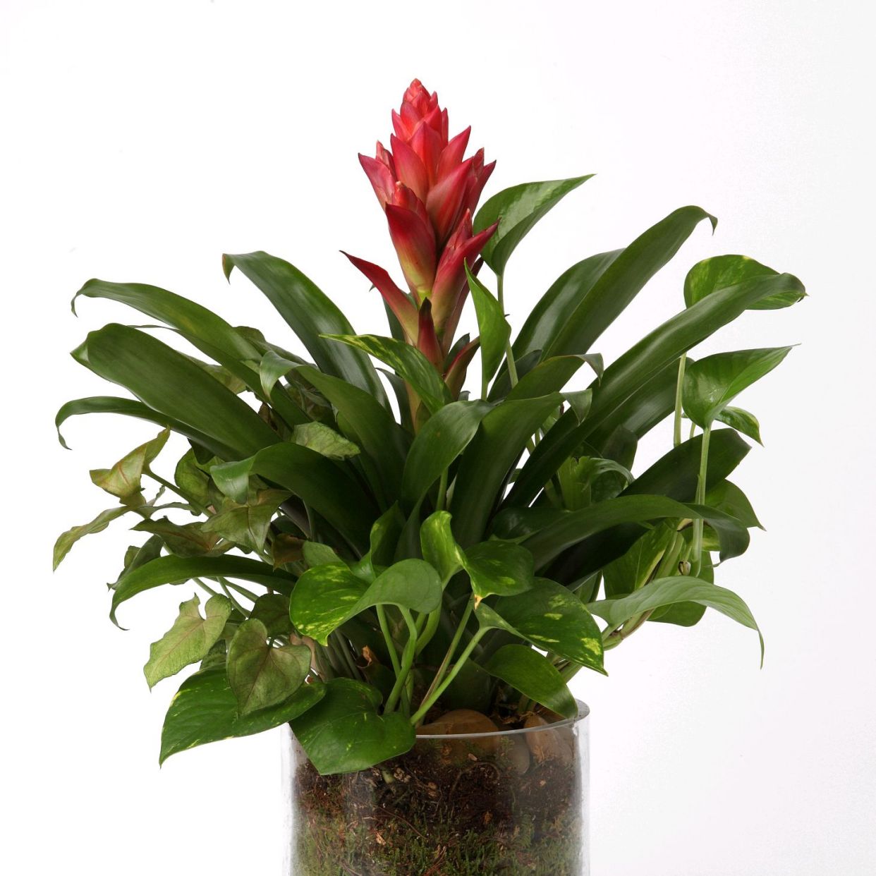 可地栽可盆栽园艺绿植好养四季鲜活植物