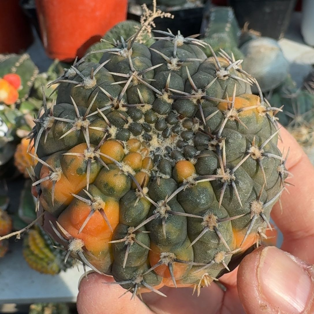 【闪购商品】自根黑刺凤头锦