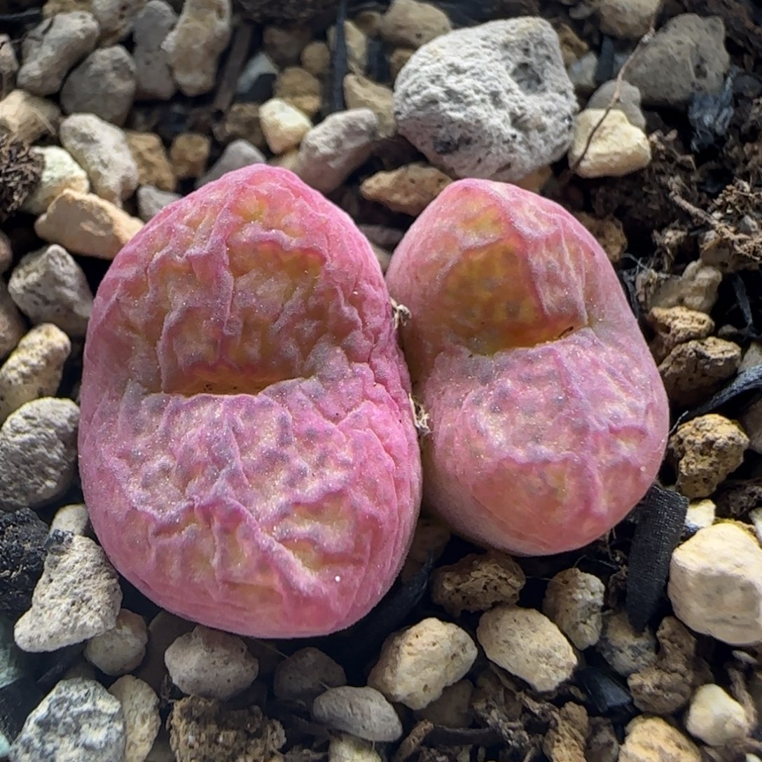 8-12-1-4当天满38包邮全窗水蜜桃杂交脱土