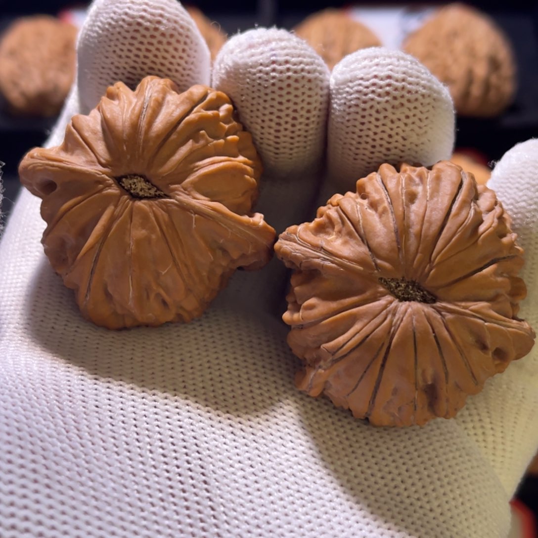 小*、秦皇岛山地果全品—31