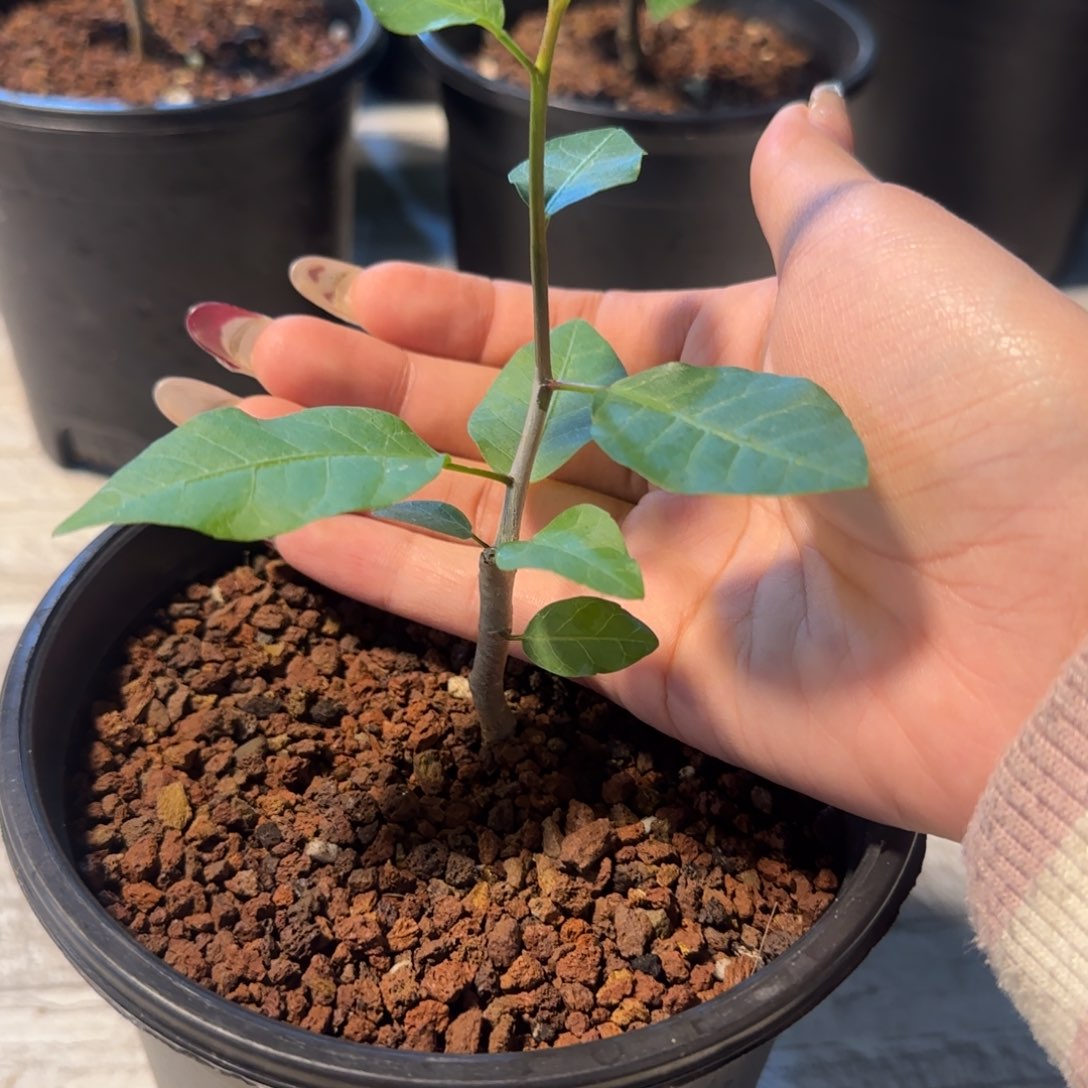 舍特达利扦插哈哈