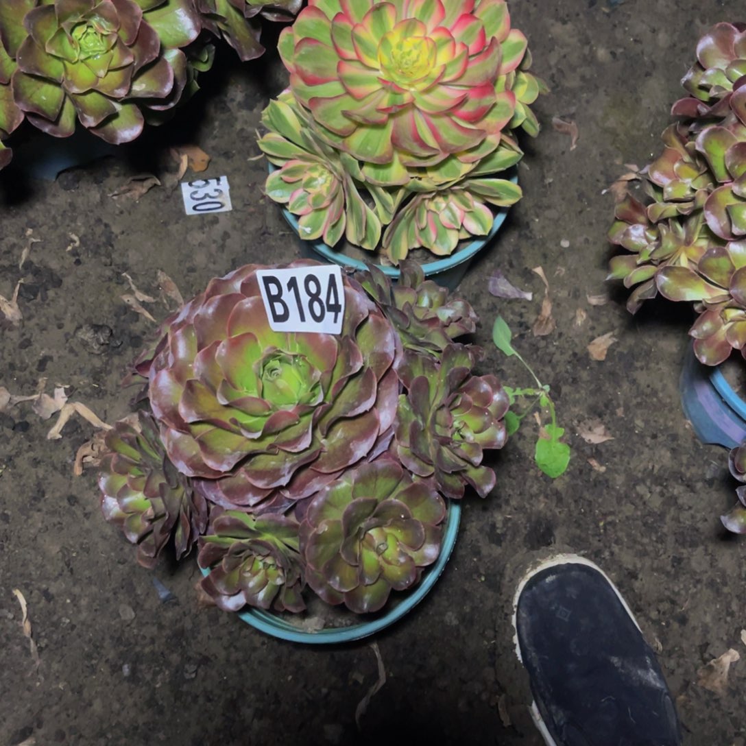 两盆法师16//////34包邮