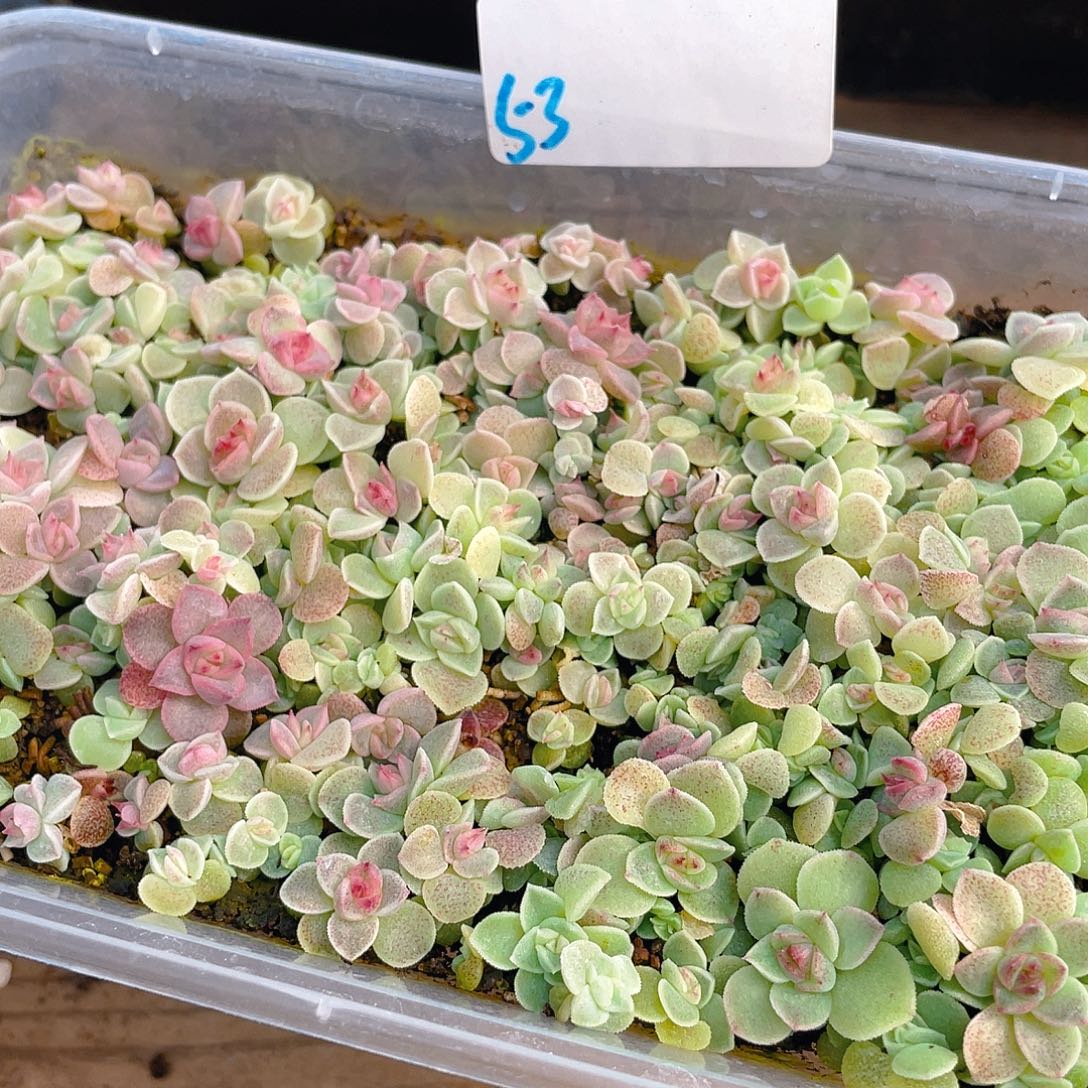 多肉植物多肉植物53