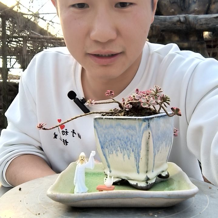 用****9小盆景小植物一物一拍46