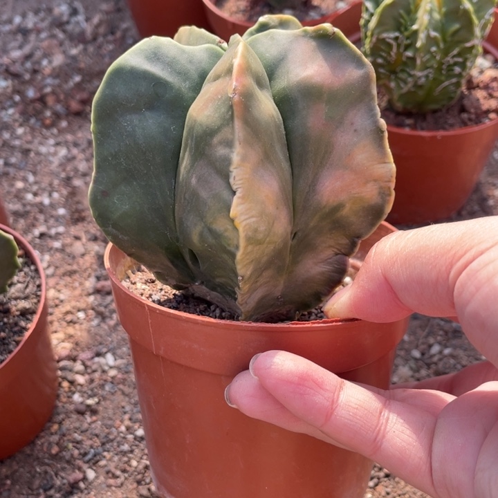 用***7实生一颗暗锦红叶