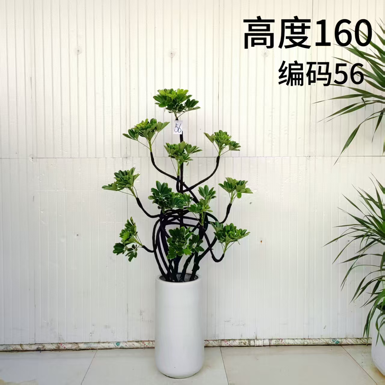 造型招财树1米5左右