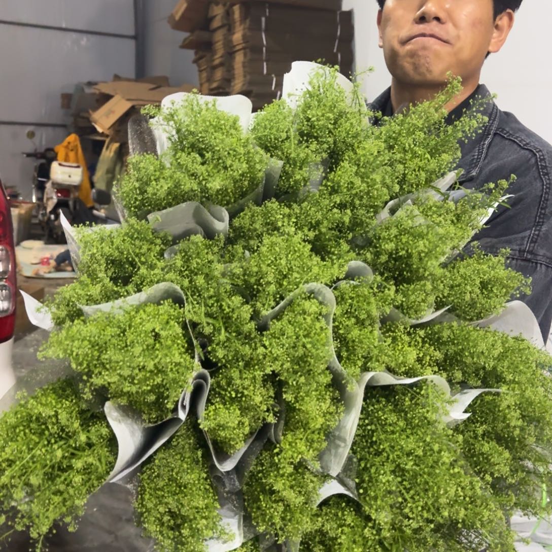 绿灵草2扎包邮价秒杀