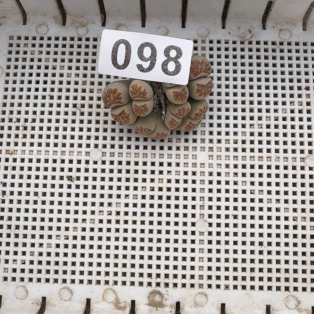 阿***离生石花一物一拍098
