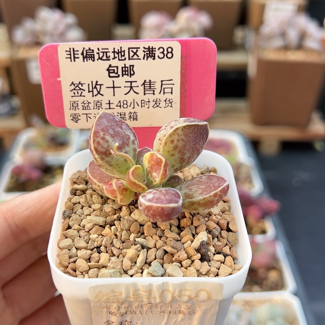 050花呗多肉植物