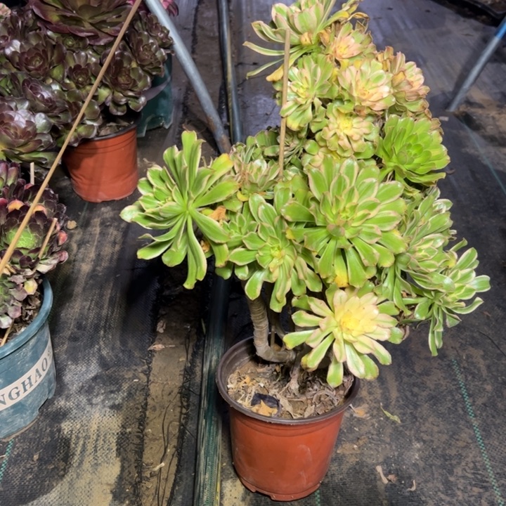 44艳日伞多肉多肉多肉