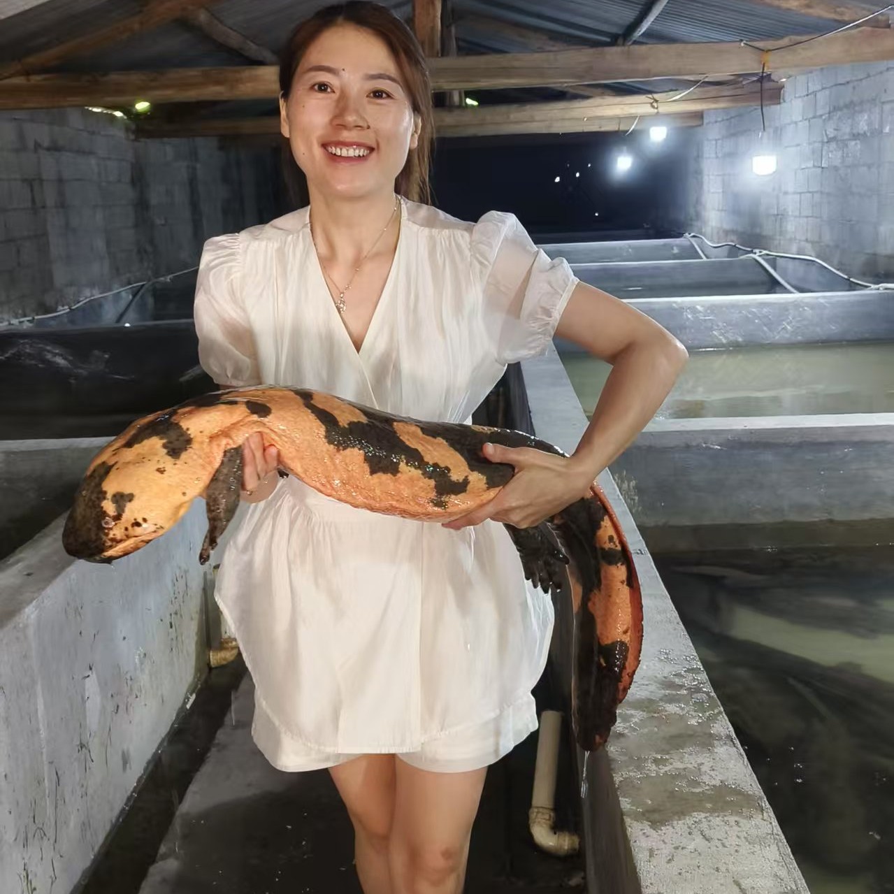 人工养殖娃娃鱼特色美食