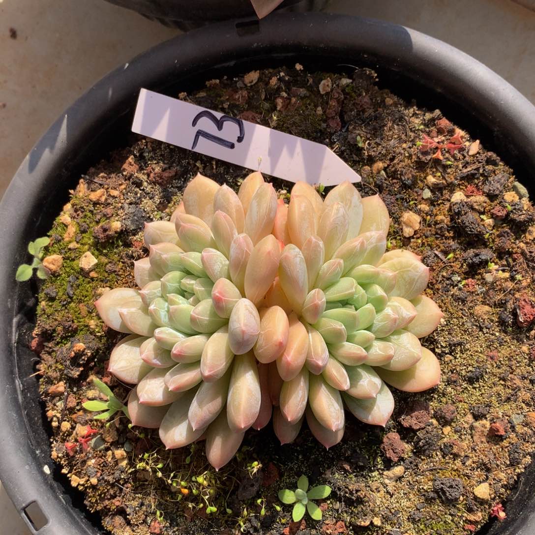 巴达翡翠7272772277272728