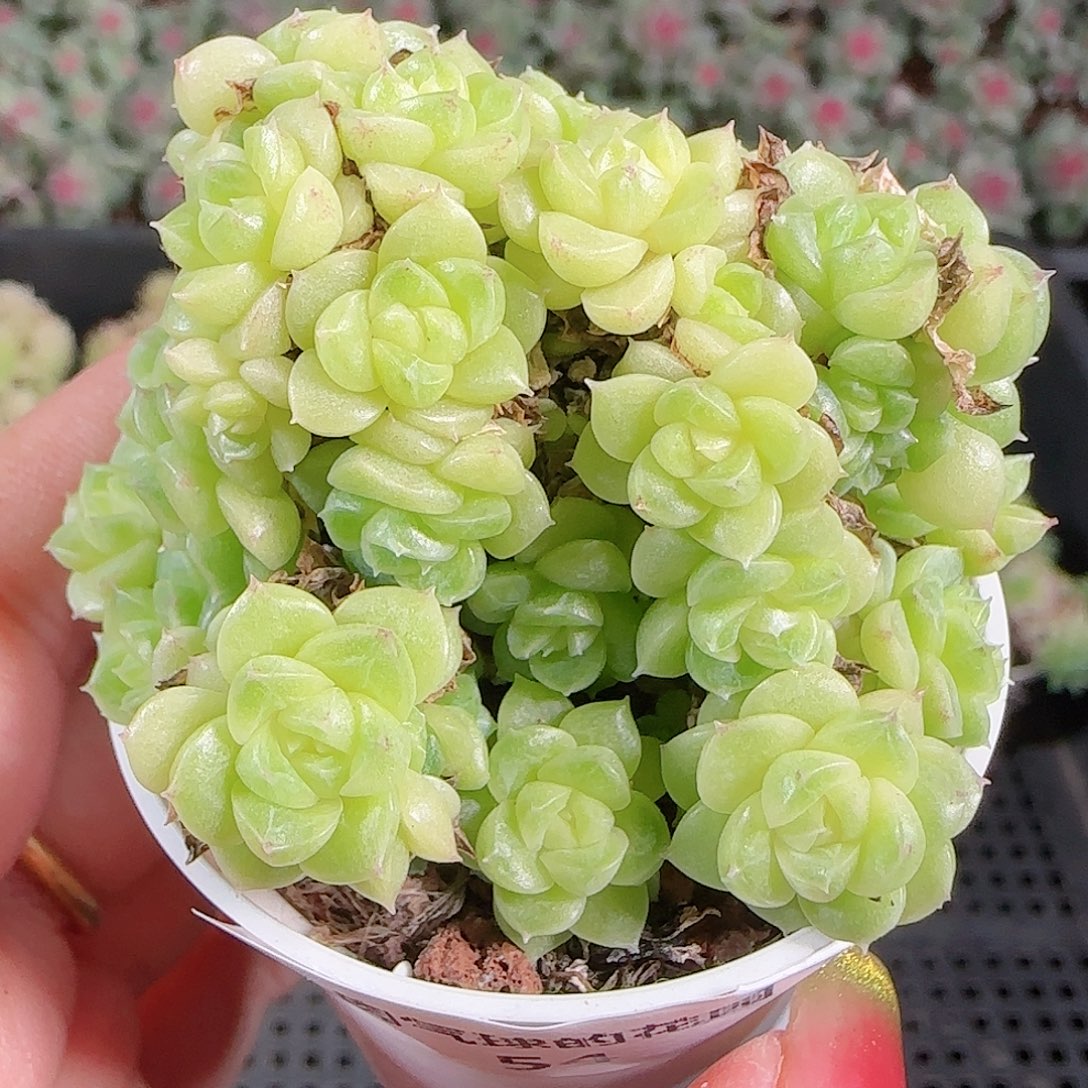 0921-54麦秆优选不包整