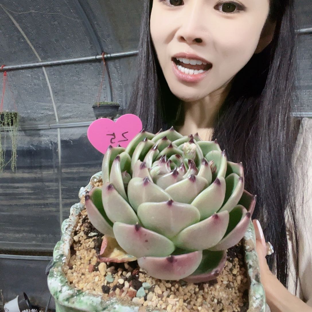 多肉植物一物一拍