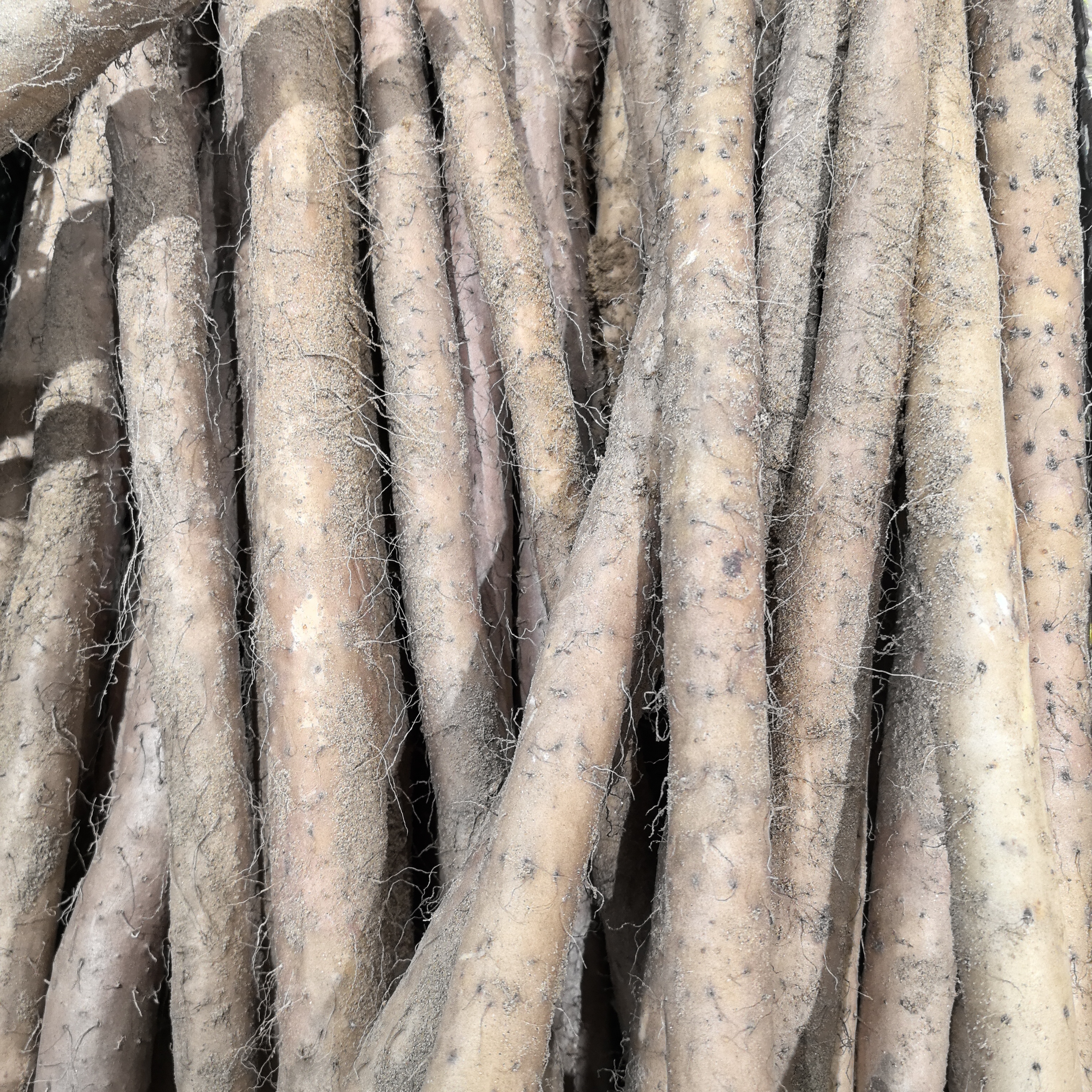 铁棍山药 约650g