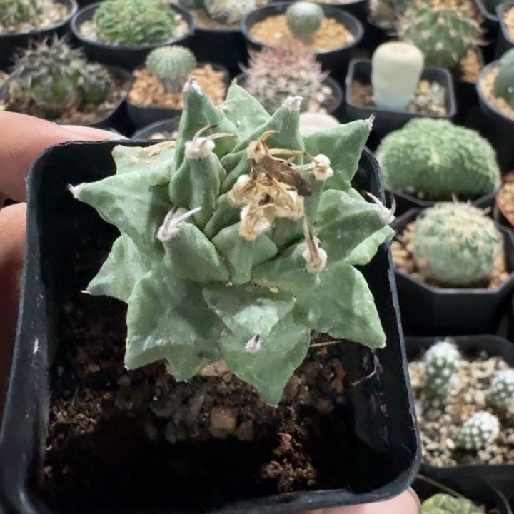 赤花娇丽有干伤仙人球 