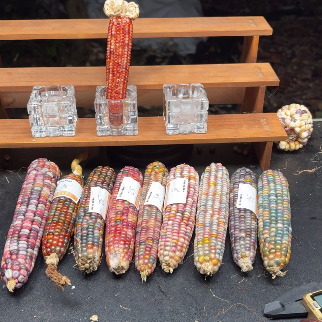 可***里银S925七彩宝石文玩玉米