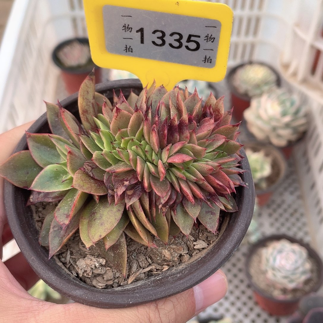 叮***ぃ1335号多肉植物盆栽