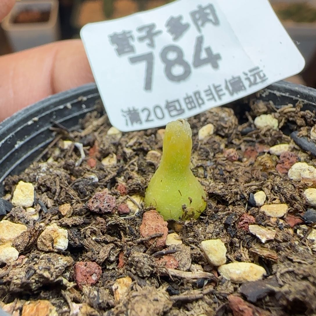 小葫芦带盆土发货。     