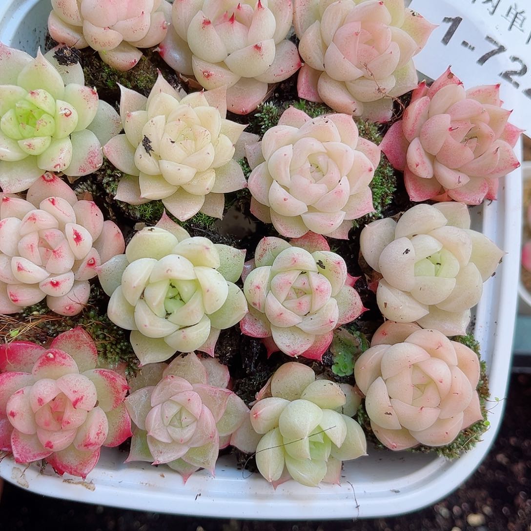 1-722 新疆西藏内蒙不发12.8包邮2-3公分多肉