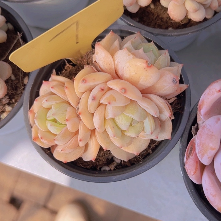 健健康康平平安安