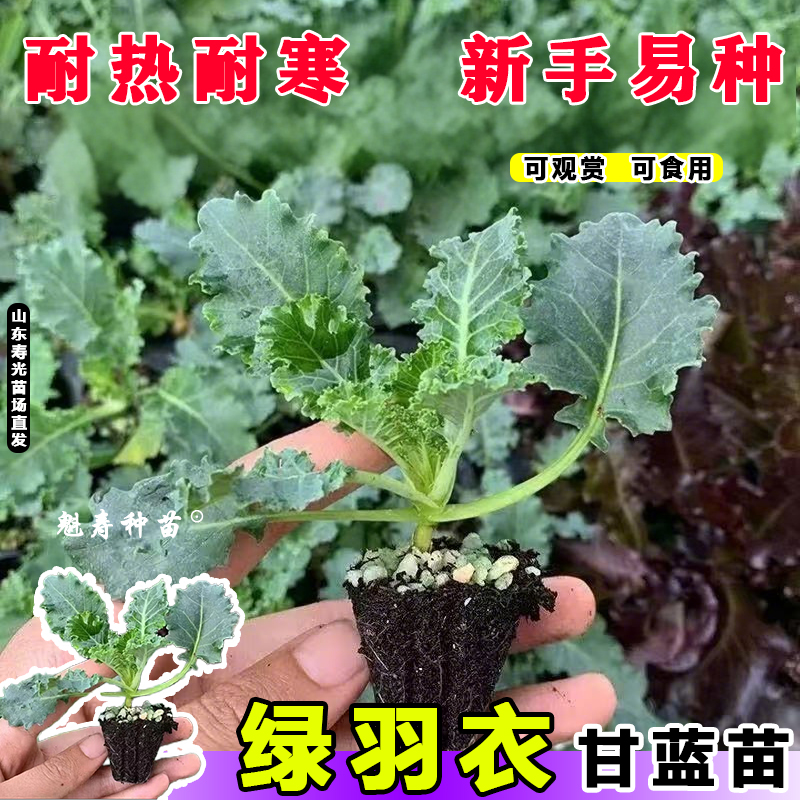 四季可食用绿羽衣甘蓝苗绿紫羽衣粉雨衣甘蓝秧苗种籽秋冬蔬菜苗