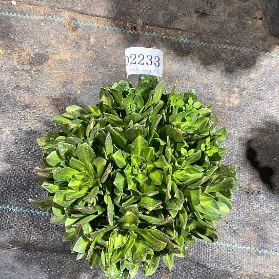 2233花茶多肉法师锦