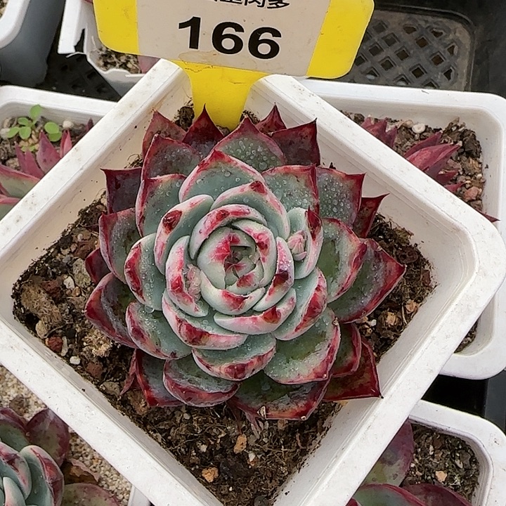 166 惊鸿仙子多肉植物6-9cm