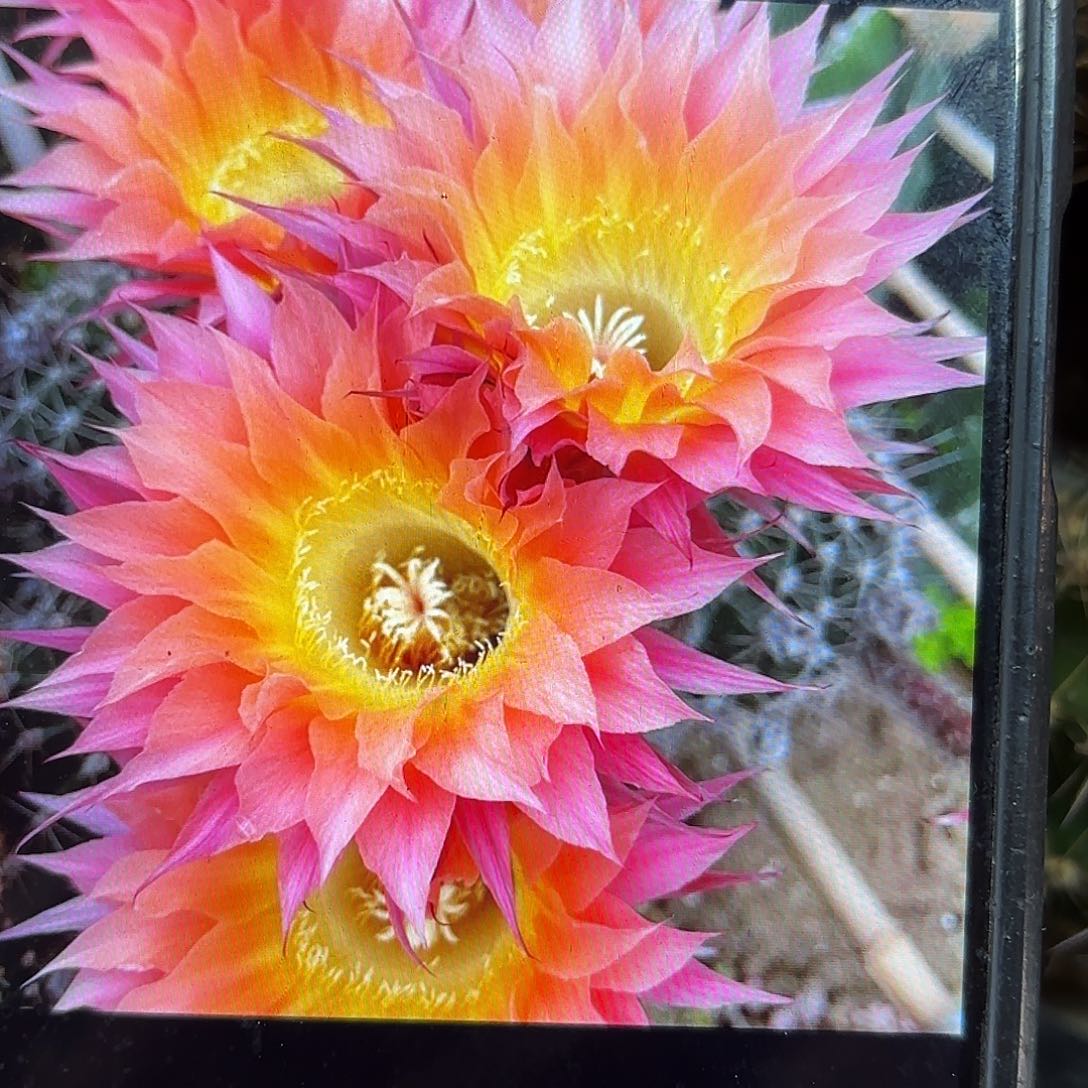 太阳神彩侧牙20包邮7