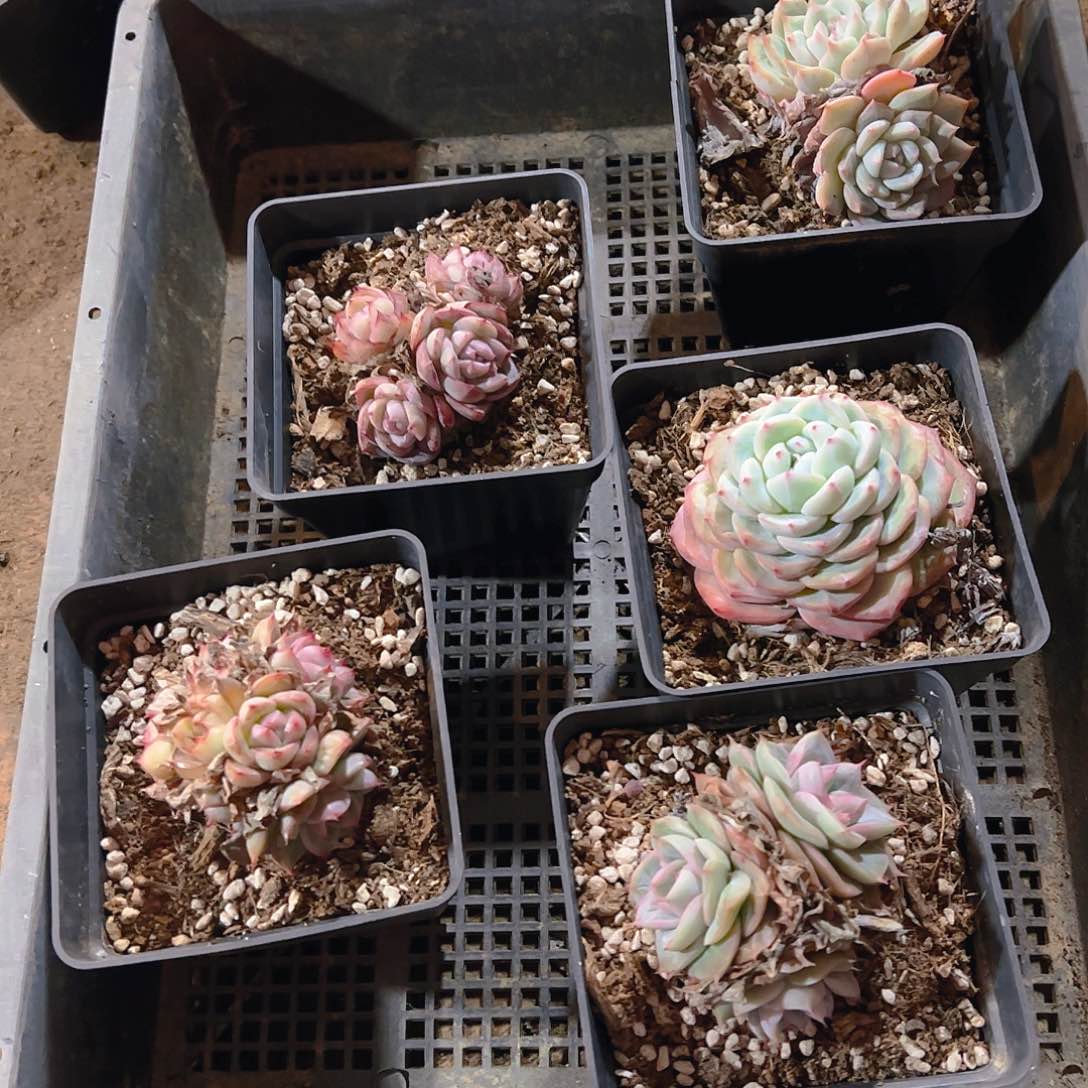 直播福利一物一拍125