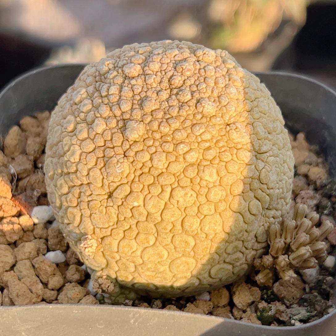 实生 凝蹄玉5.2厘米