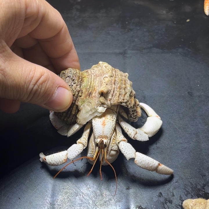 闪10号毛球2.8口径