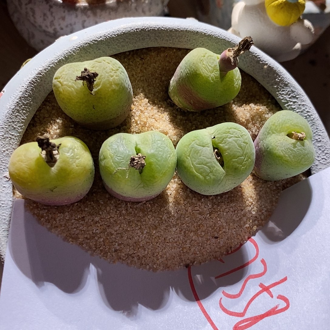 27358。 一颗大翠心。   