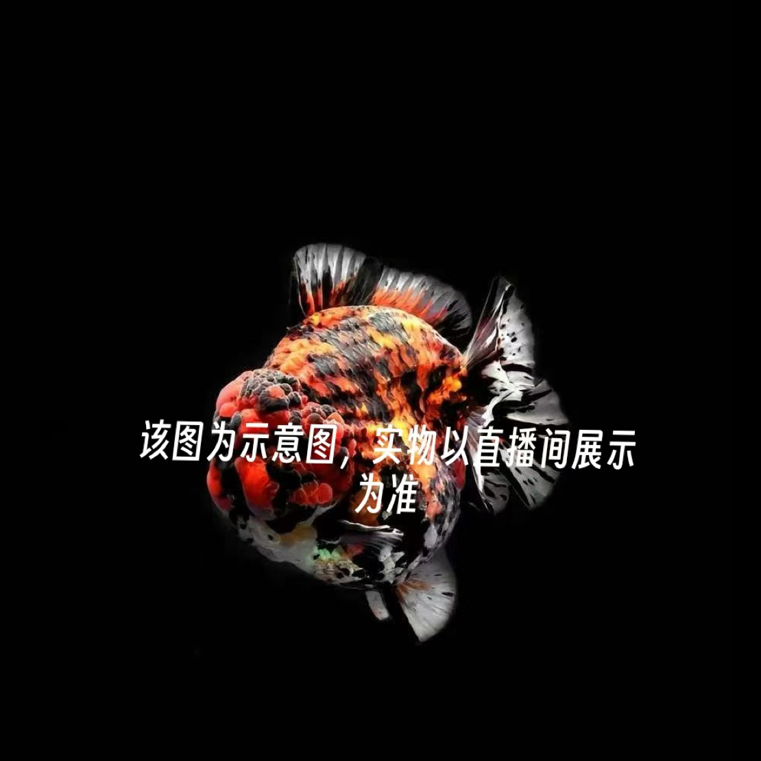 百褶泰狮金鱼冷水耐活观赏鱼入缸不包损好养易饲养