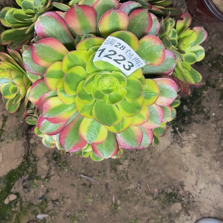 1223奶白多肉植物