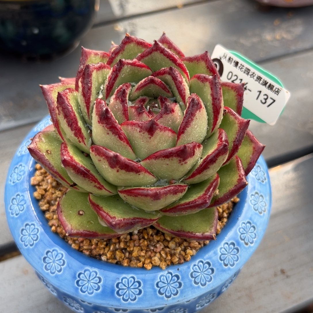 多肉一物一拍0214-137