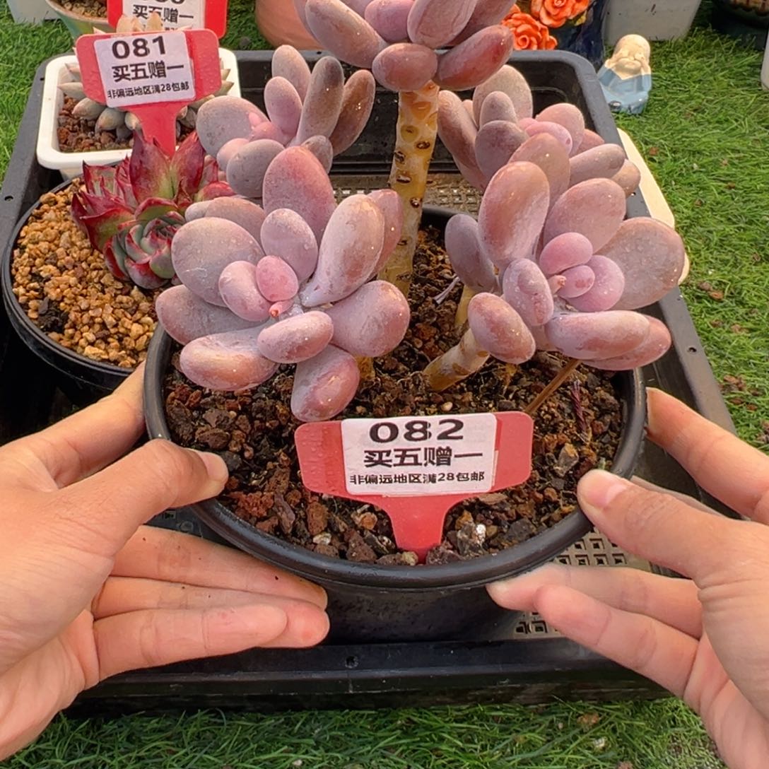 表妹精品多肉082.