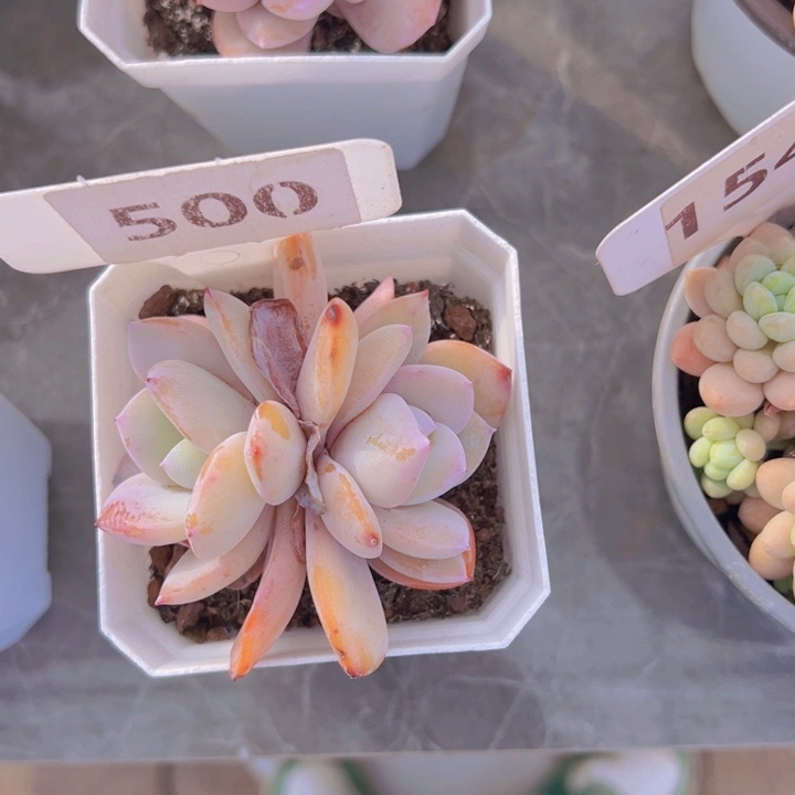 健健康康平平安安