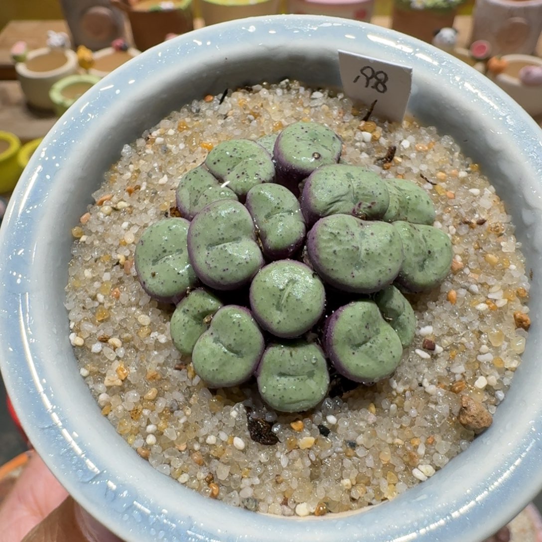 蘑菇1482肉锥群多肉植物