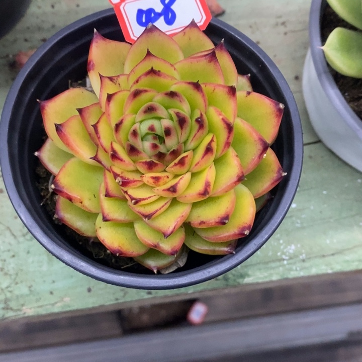 一物一拍多肉月亮石石化8公分48