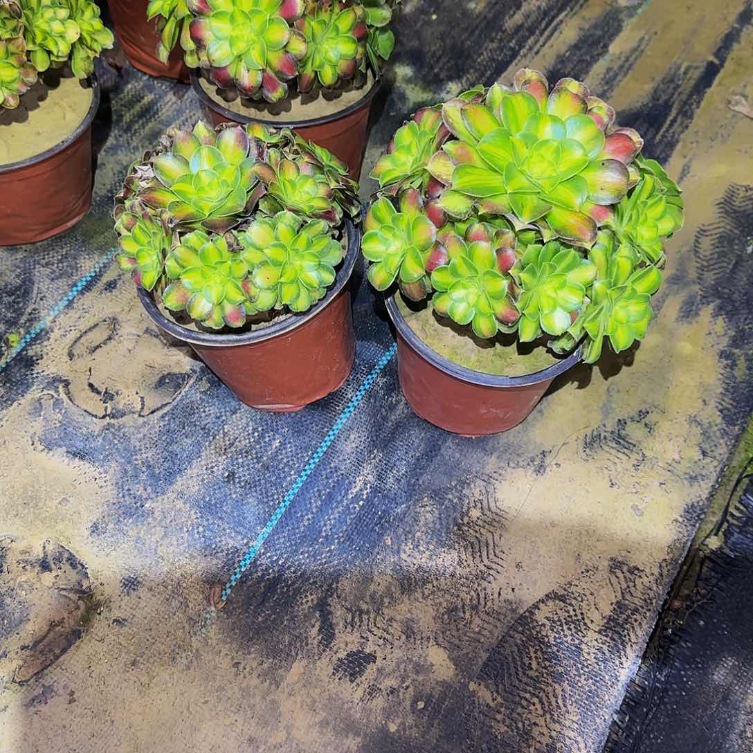 多肉植物绍华老庄2棵