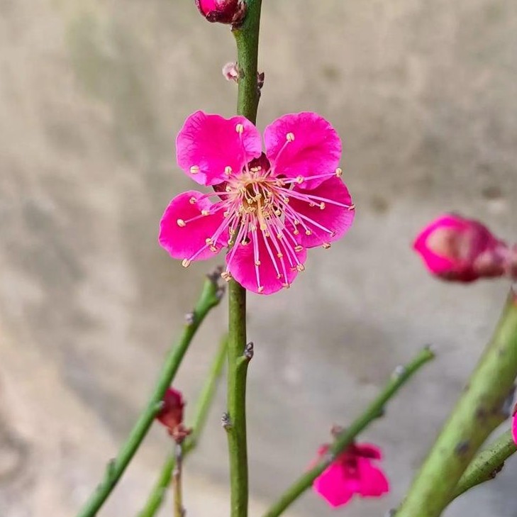 梅花原生矮霸红千鸟梅花盆景盆栽花卉植物开花红色单瓣梅开五福