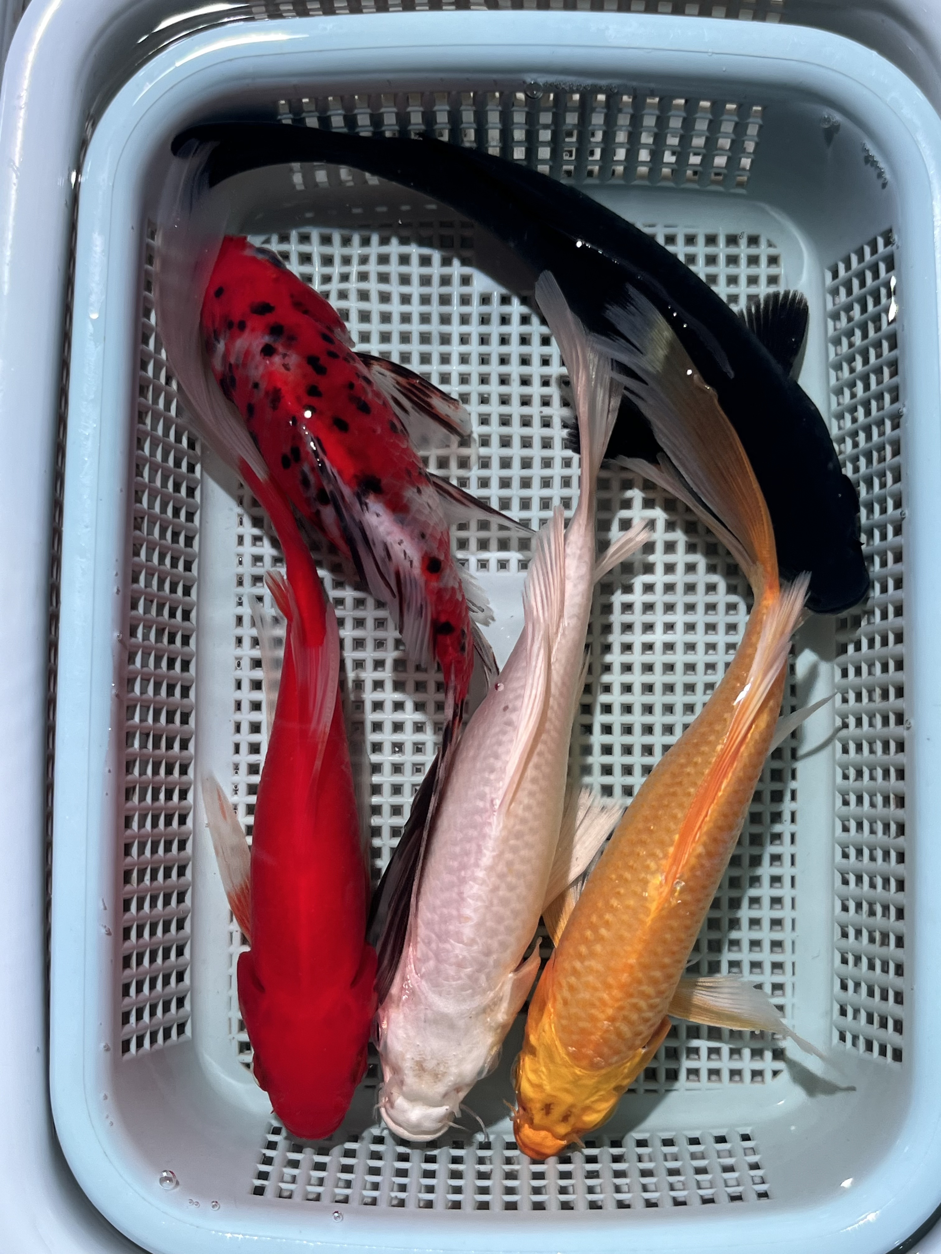 15号【3黄3兰花1黑1白1黄8-10厘米】冷水观赏鱼 包邮