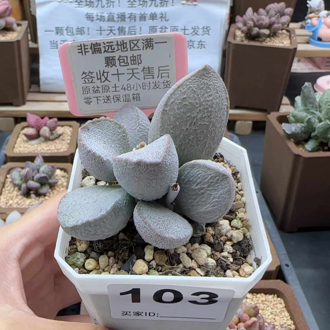 103谪仙多肉植物